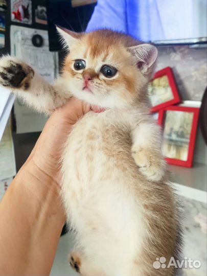 Котята золотая шиншилла