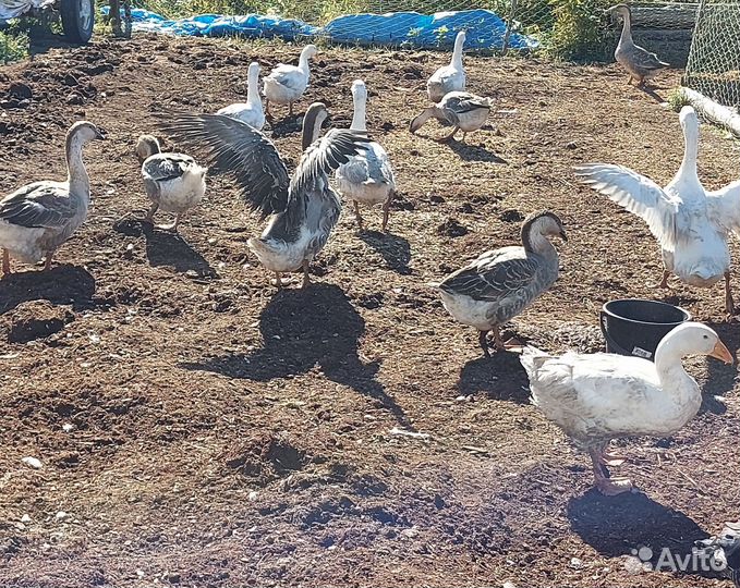 Гуси, индоутки