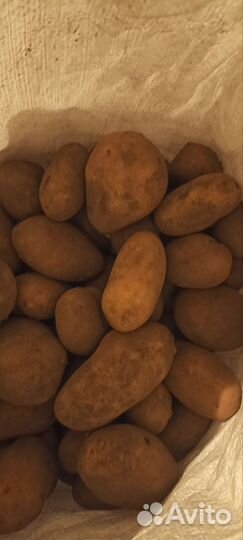 Картофель домашний