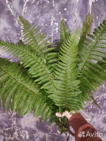 Папоротник искусственный