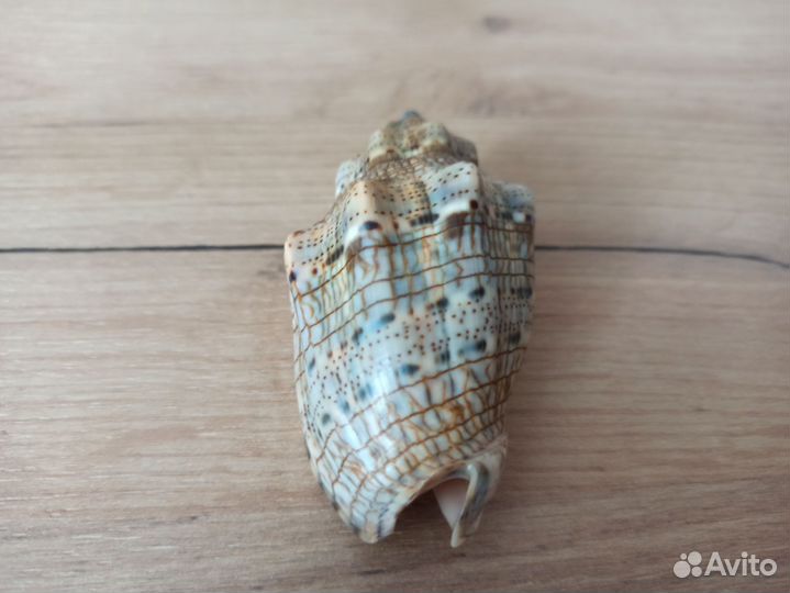 Морская раковина