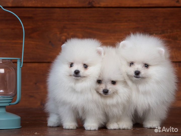 Померанские мишки mini