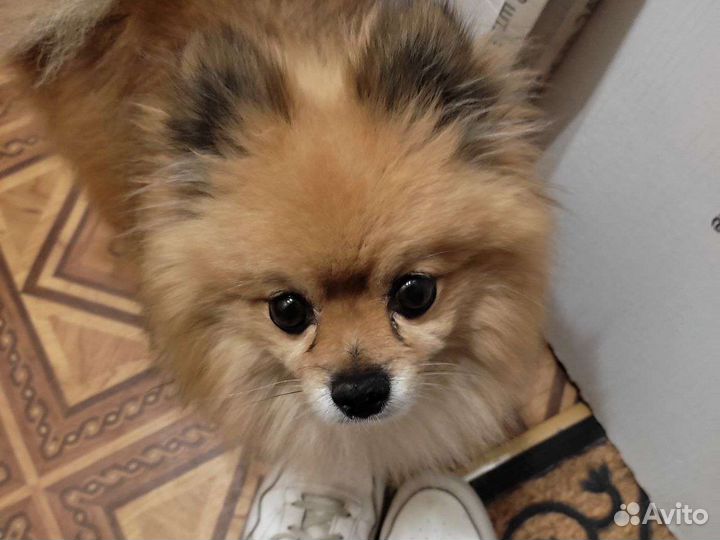 Выгул собак