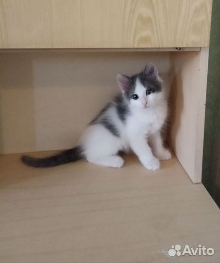 Кошка