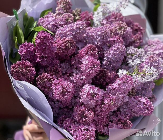 Букет сирени