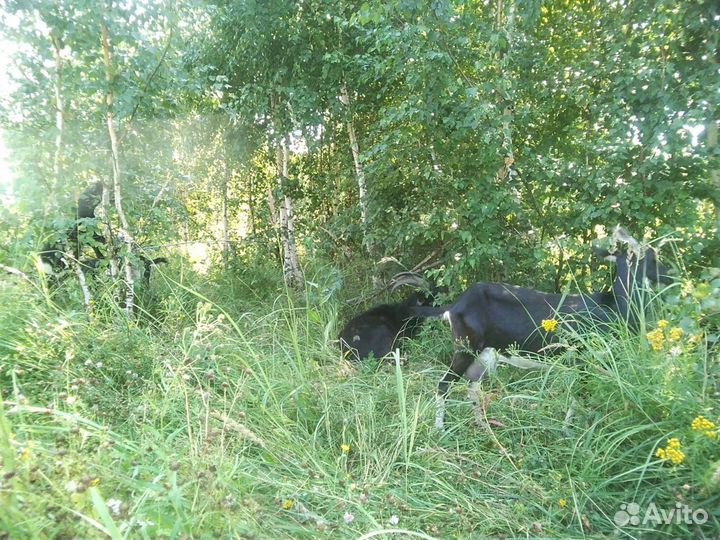 Козье молоко