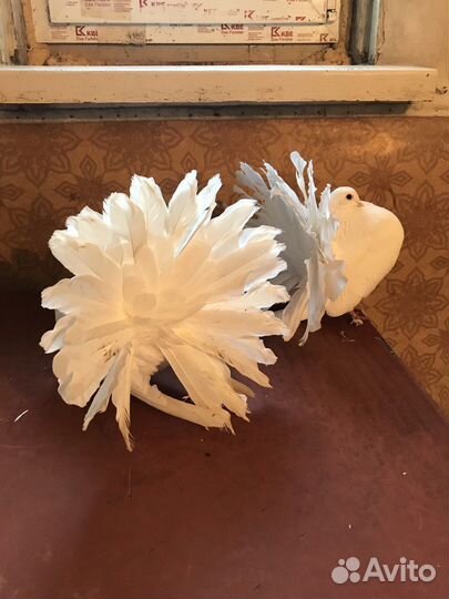 Голуби Павлины, Узбеки, Ленточные, Косматые