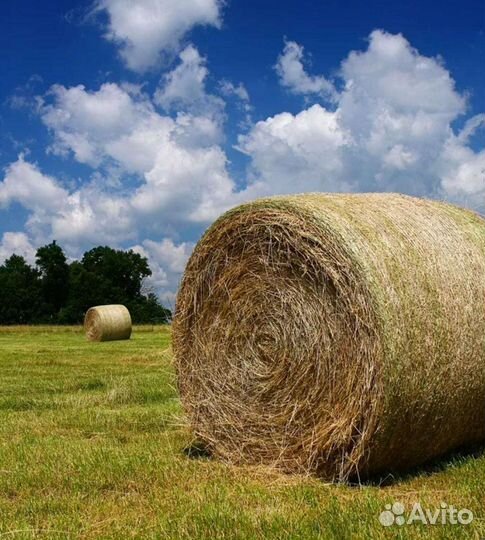 Сено в тюках