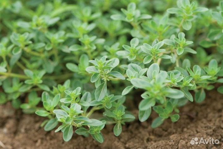 Тимьян ползучий