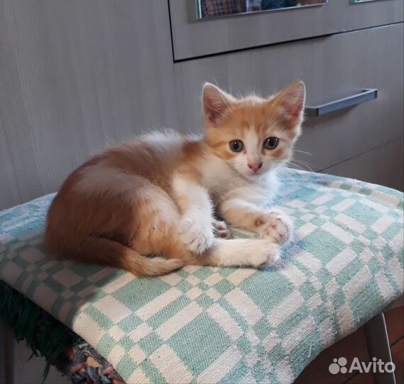 Котята в добрые руки бесплатно