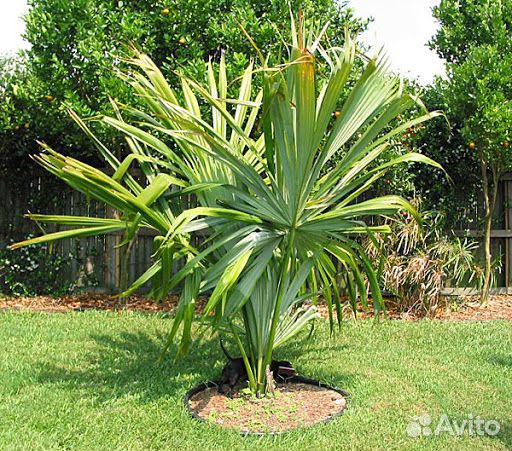 Сабаль Малый Семена