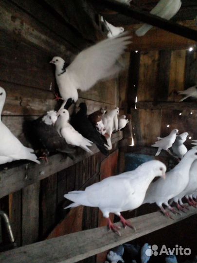 Голуби