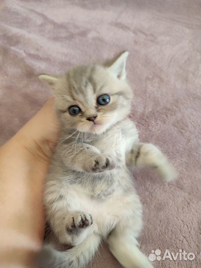 Шотландская золотая шиншилла