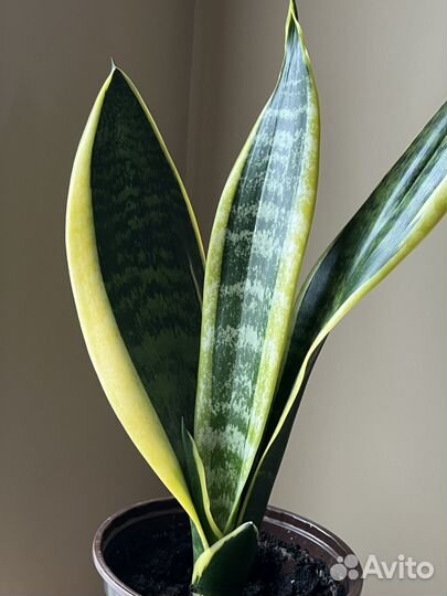 Сансевиерия