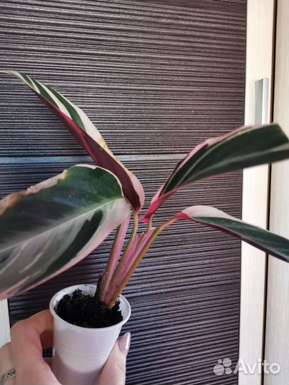 Строманта (бронь до понедельника')