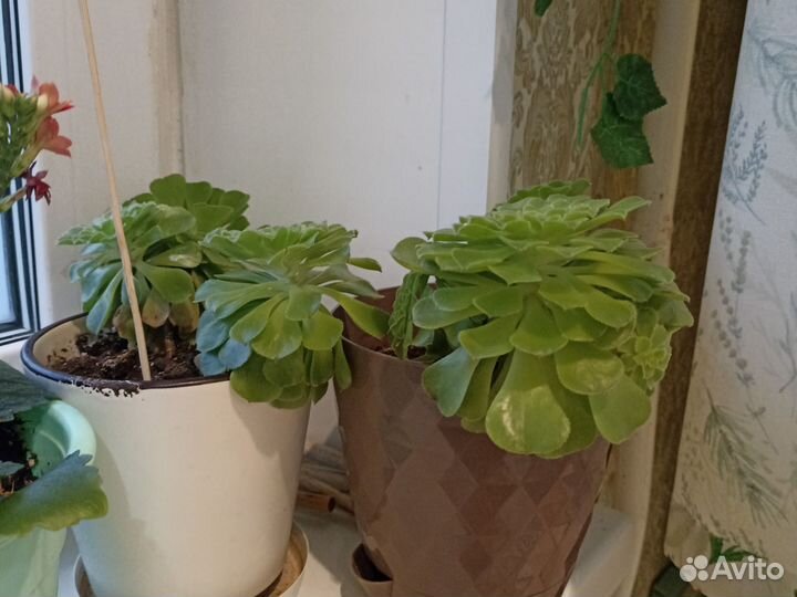 Суккуленты