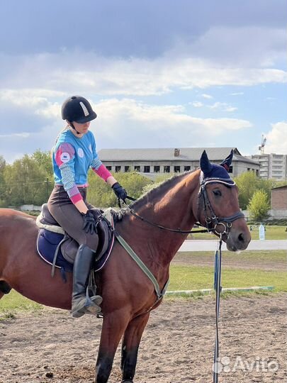 Жеребец рысак