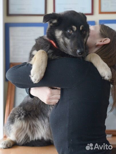 Щенок в добрын руки