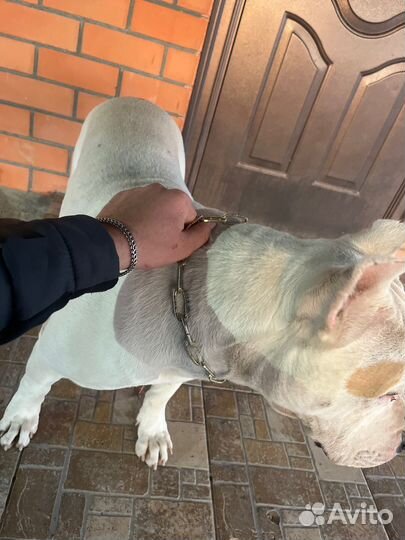 Питбуль вязка