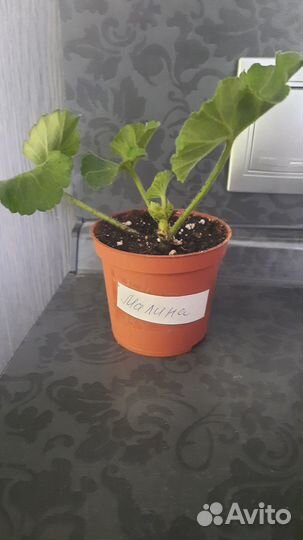 Герань 100-150, традесканция, березка, алоэ