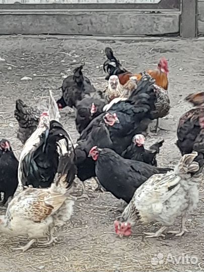 Куры. Гуси