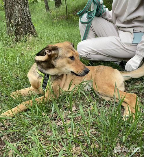 Марта ищет дом, пристраивается в добрые руки