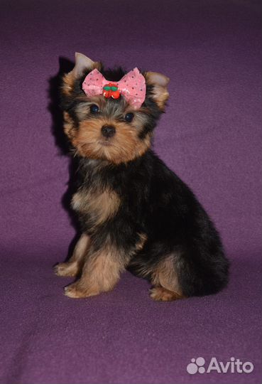 Стандартные и мини девочки с док-ми РКФ