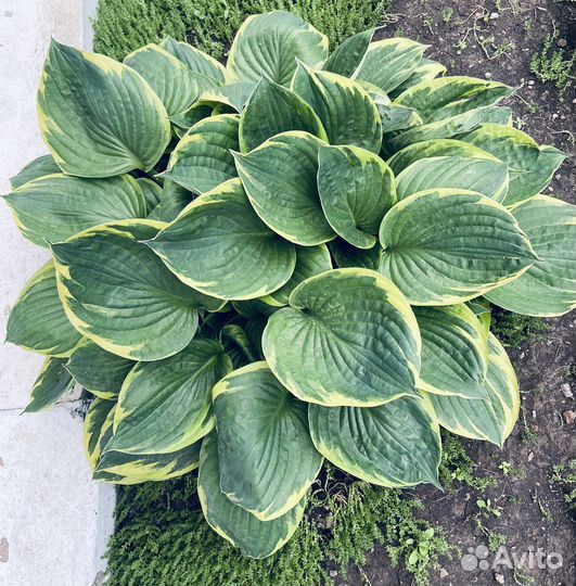 Хоста, Гортензия, Флоксы,Многолетние для сада