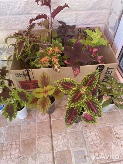 Садовые и домашние растения