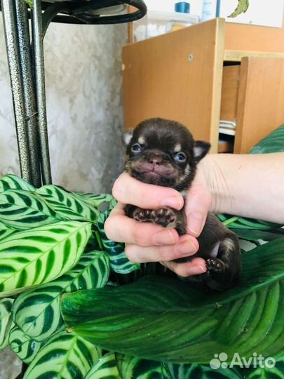 Щенки чихуахуа