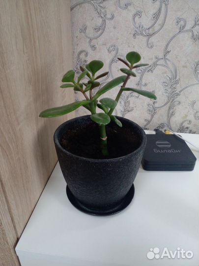 Крассула толстянка