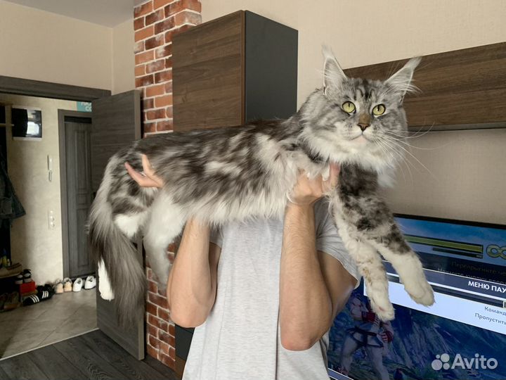 Кот мейн-кун вязка