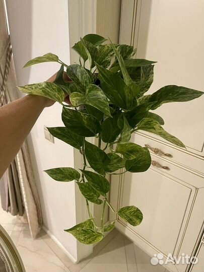 Эпипремнум в ассортименте