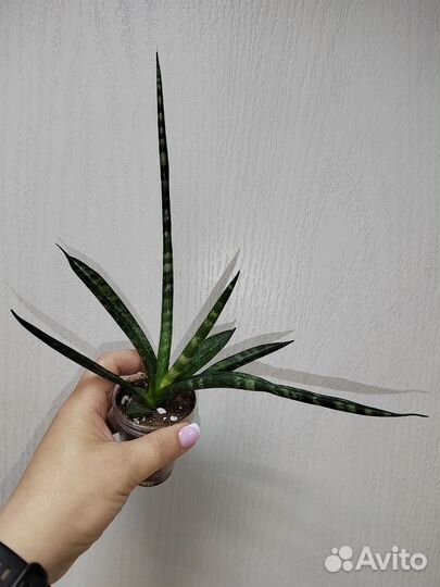 Сансевьерия фишери