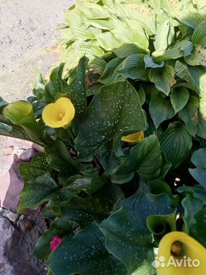 Садовые каллы