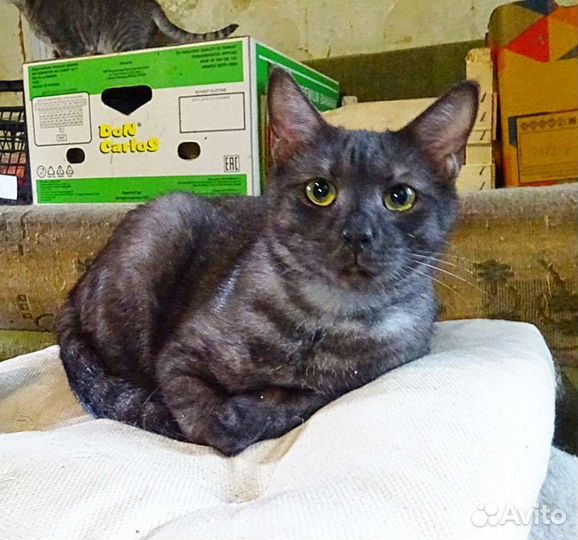 Русский мраморный Сильвер