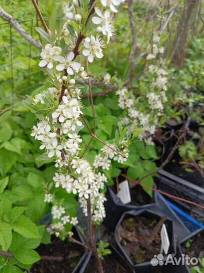 Декоративные кустарники