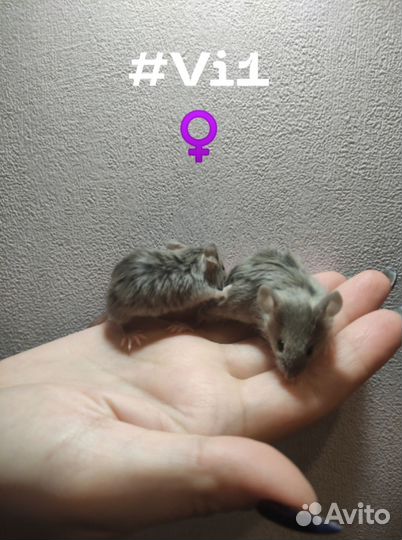 Мышь, мышь декоративная, мыши, мышь домашняя