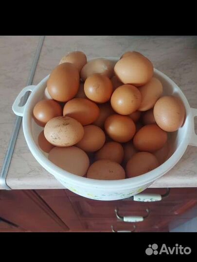 Домашние куриные и перепелиные яйца