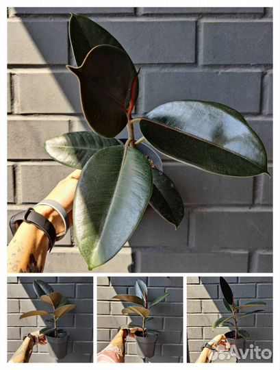 Фикусы эластика сортовые