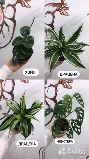 Комнатные растения