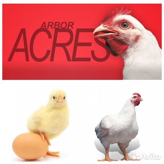 Цыплёнок бройлер Кобб 700