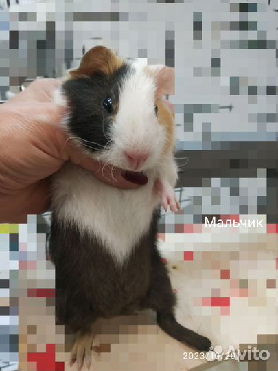 Морские свинки