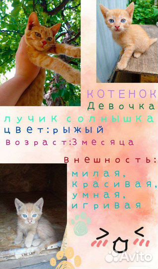 Кошка в дар