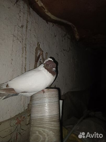 Голуби породистые