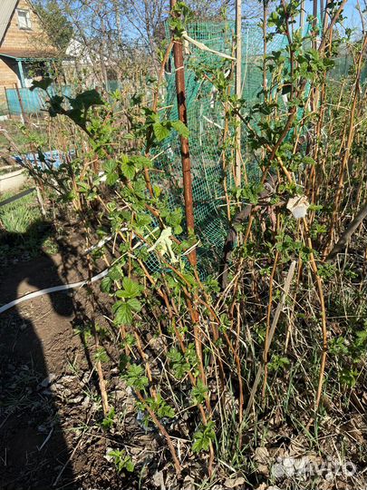 Саженцы желтой малины