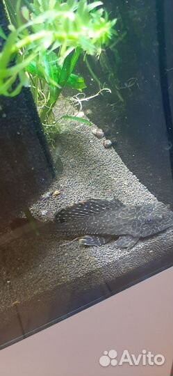 Птероглихт