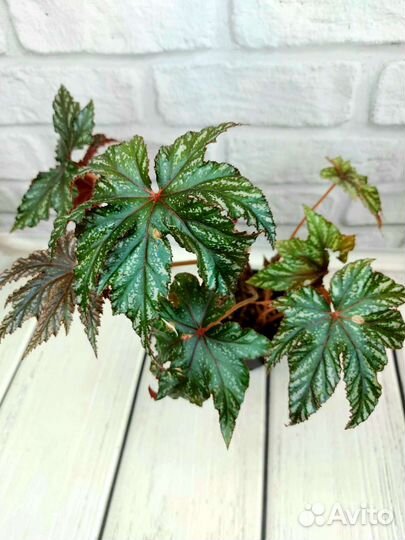 Бегония грифон, вариабилис, babeana