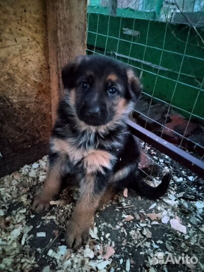 Щенки немецкой овчарки