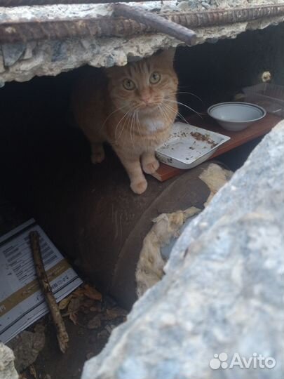 Кошечке очень нужен дом